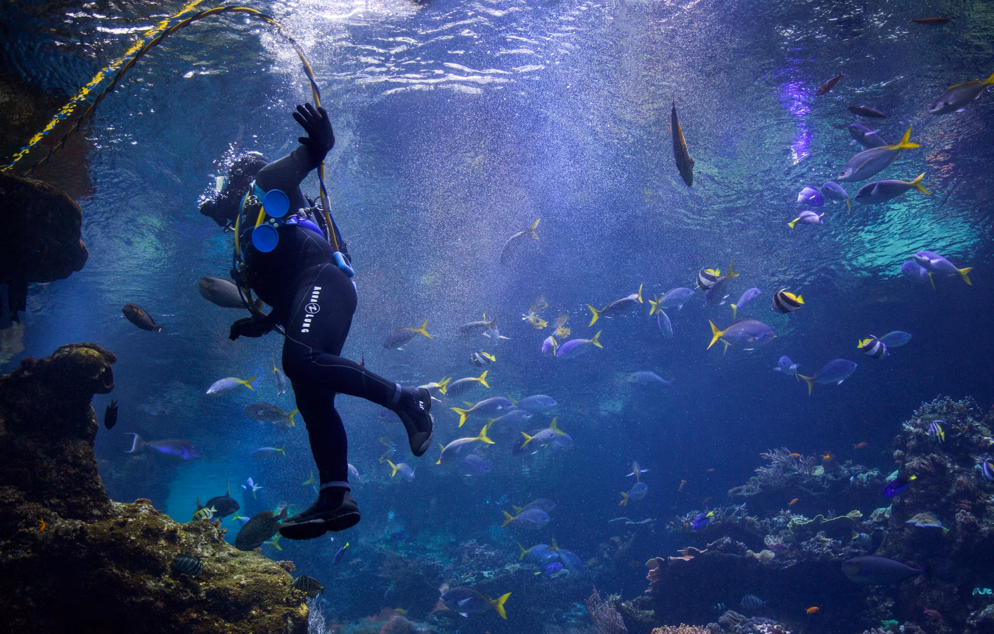 Discovering the Underwater World: A Journey Through Diving Adventures
